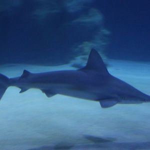Sandbar shark - Carharhinus plumbeus