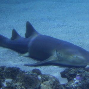 Atlantic nurse shark - Ginglymostoma cirratum