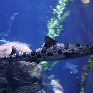 Leopard shark - Triakis semifasciata