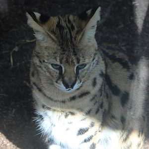 Serval