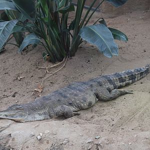 Slender-snouted crocodile