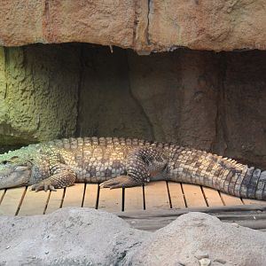 Nile crocodile