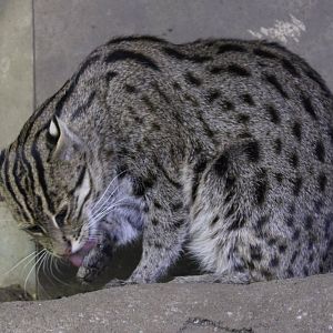 Fishing cat