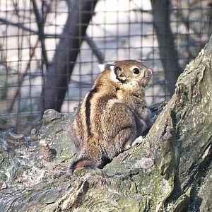 Himalayan striped squirrel