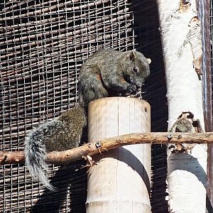 Pallas' squirrel