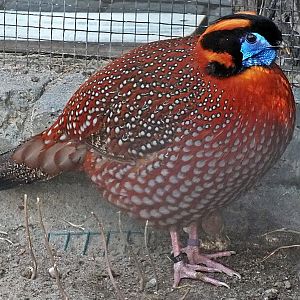 Male Temminck's tragopan