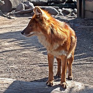Chinese dhole