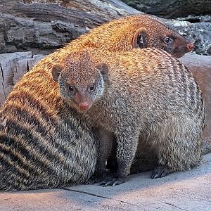 Banded mongooses