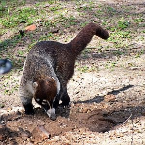 White-nosed coati