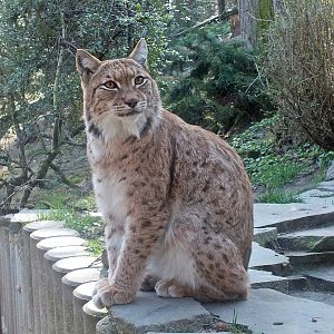 Carpathian lynx
