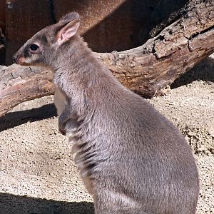 Dusky pademelon