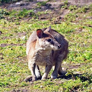 Agile wallaby