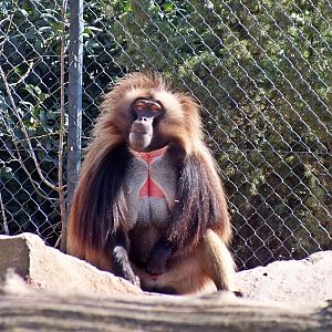 Male gelada