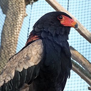 Bateleur eagle