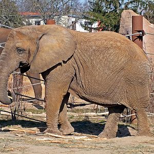 South African elephant