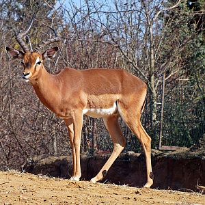 Male common impala