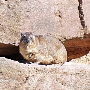 Rock hyrax