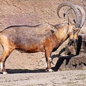 Male Nubian ibex