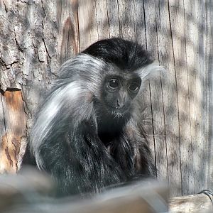 Young Tanzanian black-and-white colobus