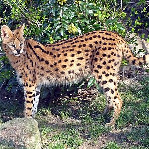 Serval