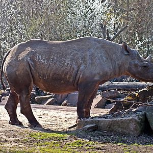 Eastern black rhinoceros