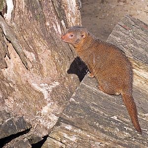 Dwarf mongoose