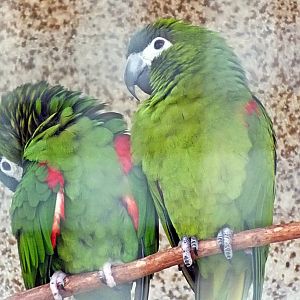 Northern red-shouldered macaws