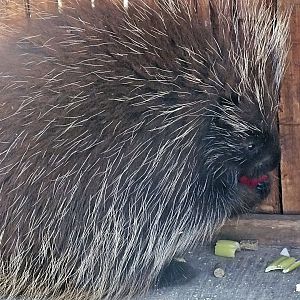 North American porcupine
