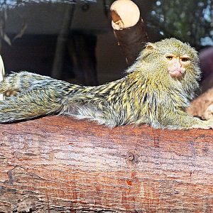 Eastern pygmy marmoset
