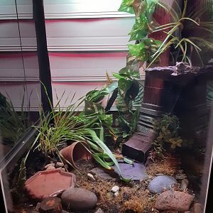 Grey Tree Frog Exhibit