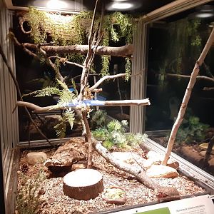 Eastern Box Turtle/Black Ratsnake Exhibit