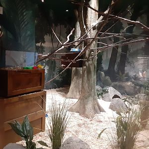 Cottontop Tamarin exhibit
