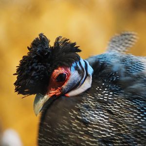 Kenyan crested guineafowl
