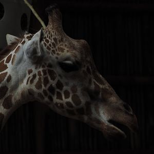 Reticulated giraffe