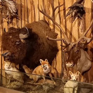 Part of the Hunting Museum