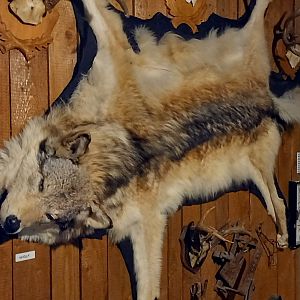 Wolf-skin at the Hunting Museum
