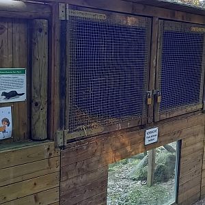 Indoor-enclosure American mink