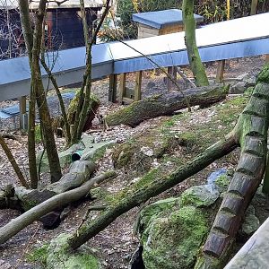 Outdoor-enclosure American mink