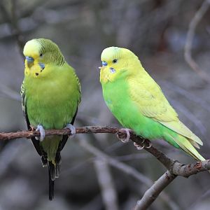 Budgies