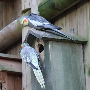Cockatiels at the nest-box