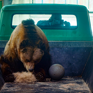 Apr. 2022 - Glacier Run - Brown Bear in a Truck Bed