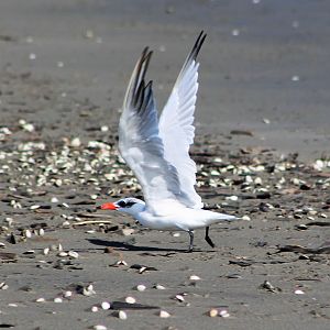 Caspian Tern (Hydroprogne caspia)