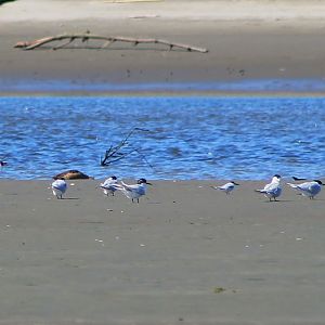 Little Tern (Sternula albifrons) in mixed tern roost