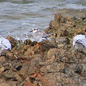 Juvenile Black-fronted Tern (Chlidonias albostriatus)
