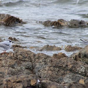 Juvenile Black-fronted Terns (Chlidonias albostriatus)