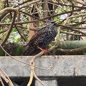 Common Starling?