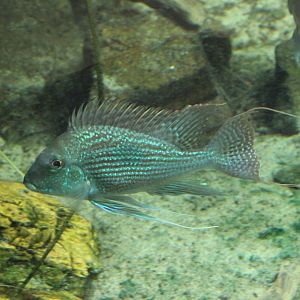 Sven's eartheather - Geophagus sveni