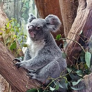 Northern koala