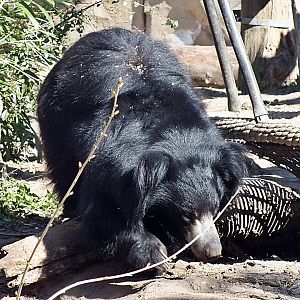 Indian sloth bear