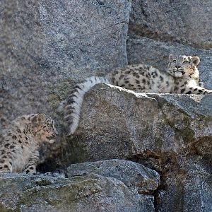 Snow leopard cubs